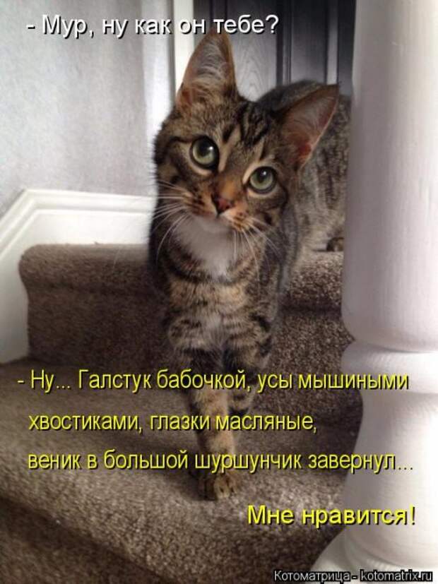 Новая котоматрица (28 фото)