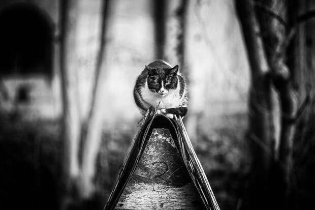 Кошки, которые сидят в неудобных местах: фотопроект Sabrina Boem Кошки, которые сидят в неудобных местах: фотопроект Sabrina Boem