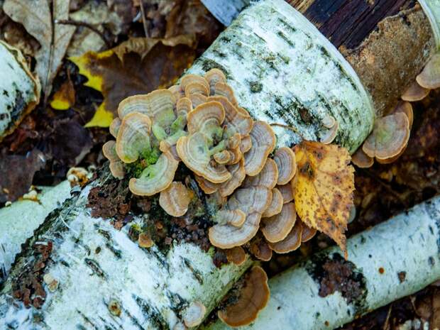 В Тюменской области найдены два чёрных лесоруба