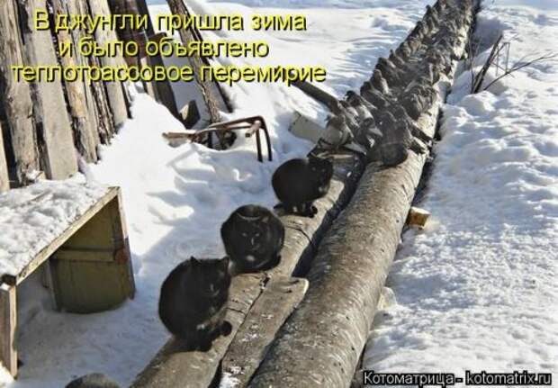 Свежая котоматрица (37 фото)