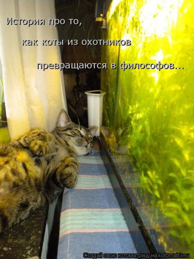 Котоматрица: как коты из охотников История про то,  превращаются в философов...