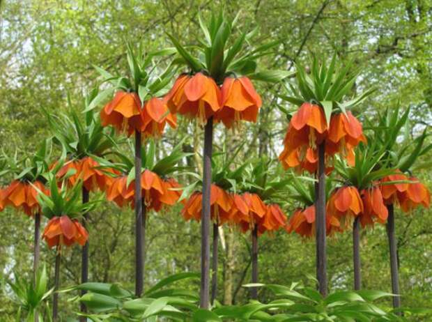 Самые необычные цветы в мире