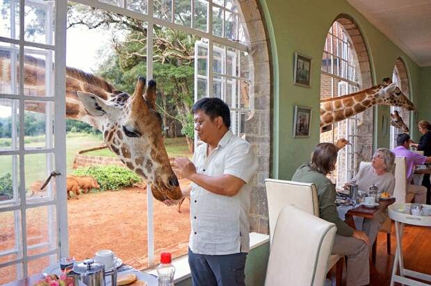 Завтрак с жирафами в необычном отеле Giraffe Manor, Кения. Фото