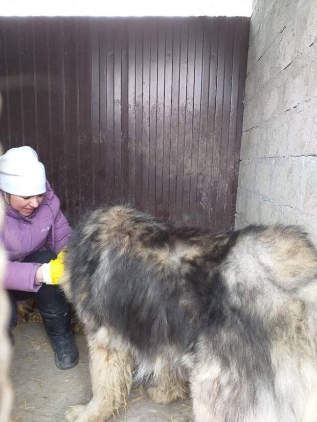 Большой пес не подозревал, что люди задумали открыть охоту на него волонтер, история, кавказская овчарка, приют, собака