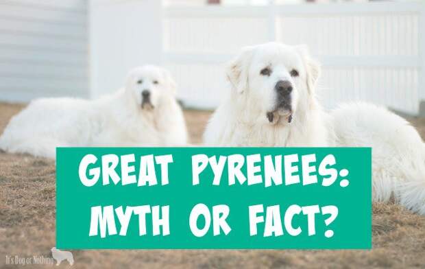 When it comes to the Great Pyrenees breed, do you know what is myth and what is fact? We have 7 common statements about pyrs with information on their validity!