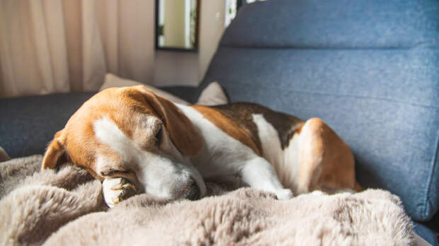 Yle: в Финляндии у украинских беженцев массово усыпляют питомцев