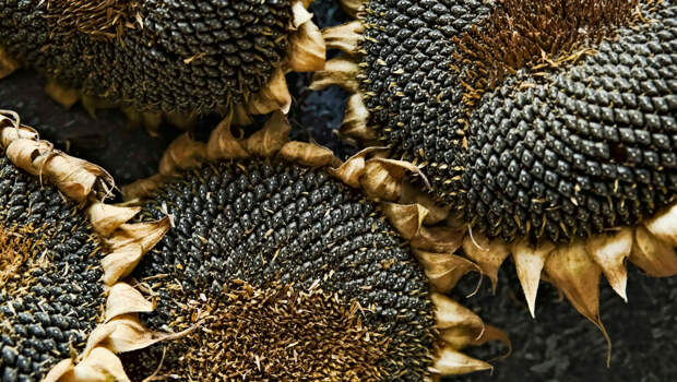 Разработан аккумулятор с анодом из шелухи семечек