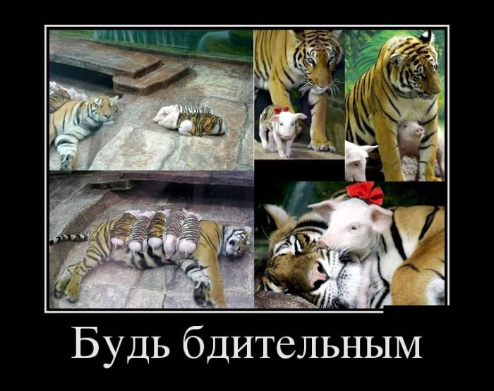 Демотиваторы (30 фото) Демотиваторы (30 фото)