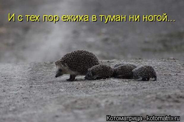 Лучшие котоматрицы недели (50 фото)