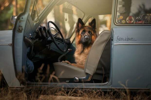 Идеальное сочетание — собаки и винтажные авто