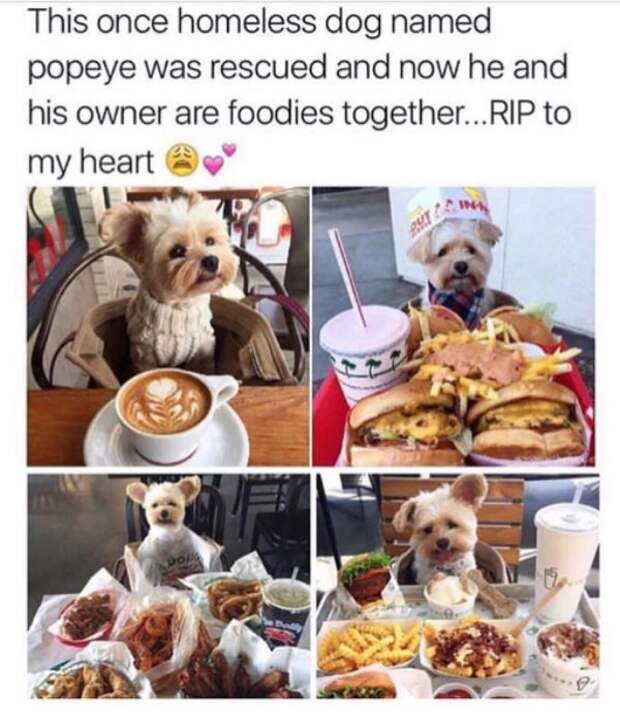 2673522 2 Dog memes youll want to show your dog even though he cant read (32 Photos)