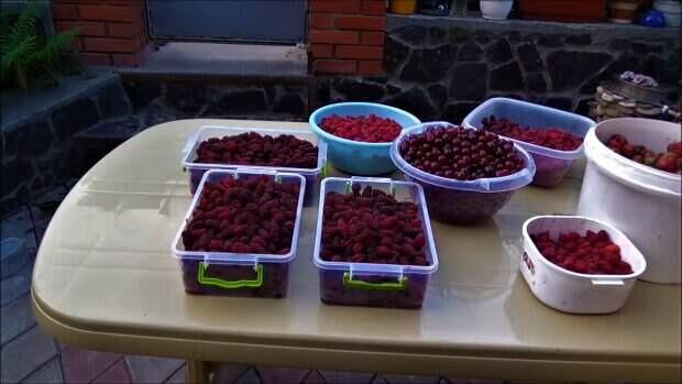Посадит почки: названа летняя ягода, которая может угробить здоровье