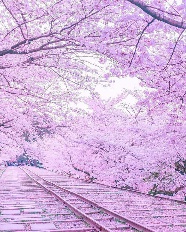 Весенняя рапсодия божественной красоты: цветение сакуры и немофилы в Фукуоке