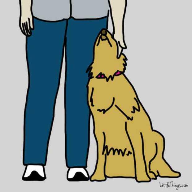 10 способов которыми собака говорит что любит вас