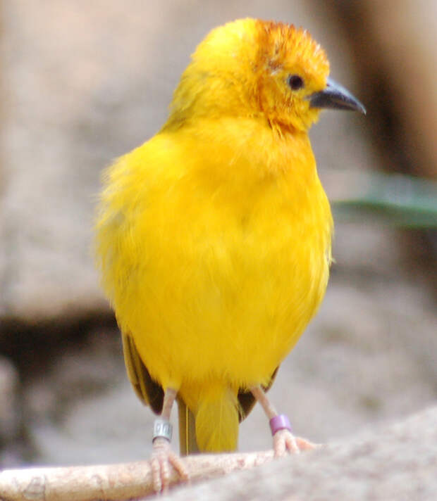 2. Золотая птица (Ploceus subaureus, Африканский ткачик). животные, золото, природа, факты