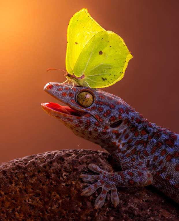 zhivotnye i babochki foto 8