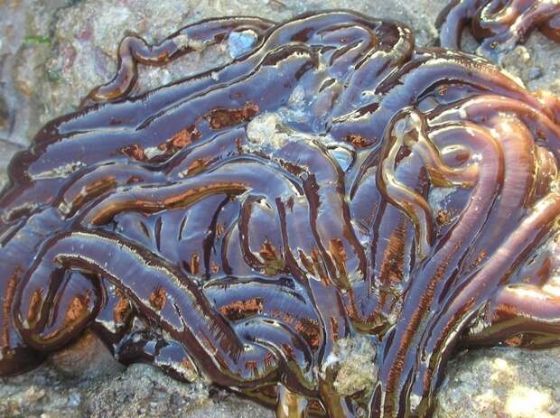 Впрочем это еще не самый длинный червь - ленточный червь бутлейс (шнурок) (Lineus longissimus) обнаруженный в Шотландии имел длину 55 метров животные, интересное, природа, факты, черви