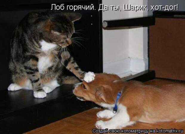 Новая котоматрица (28 фото)