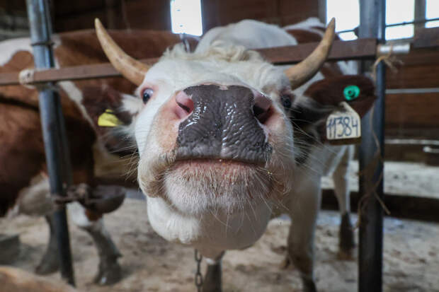 Карантин по лейкозу крупного рогатого скота объявили в 23 ЛПХ Ивановской области