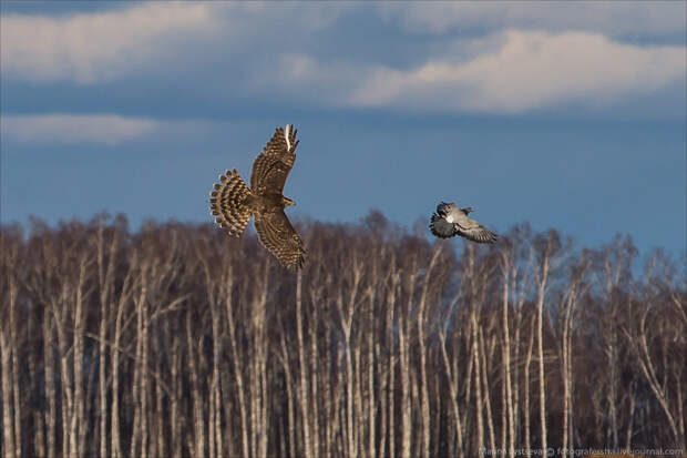 DME birds DME birds