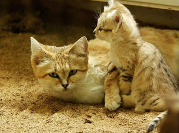 Барханный кот - кот, который всегда остается похожим на котенка животные, коты