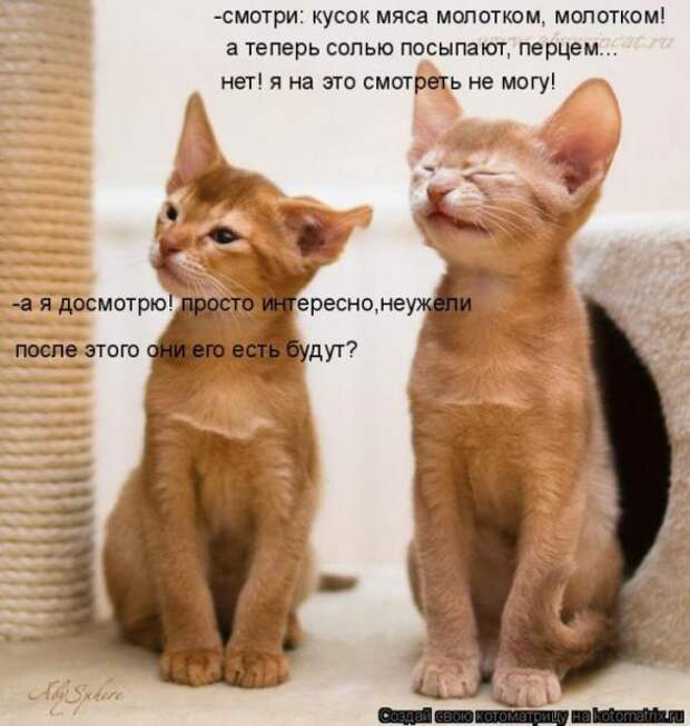 Котоматрицы (картинки с надписями)