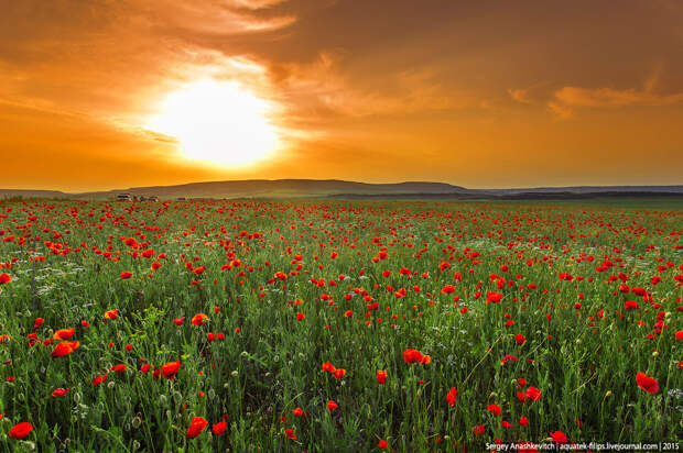 Маковые поля в Крыму