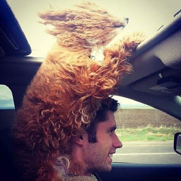 собаки в машине, собака высовывает голову из машины, смешные собаки