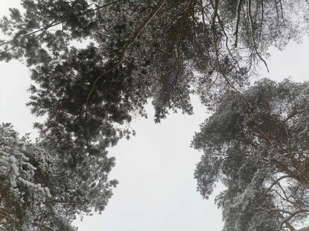 В Ягринском бору неизвестные отстреливают птиц