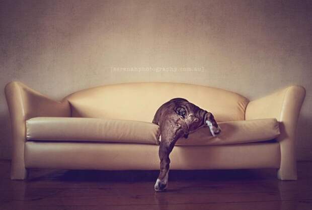Классные фотографии собак от фотографа Serenah