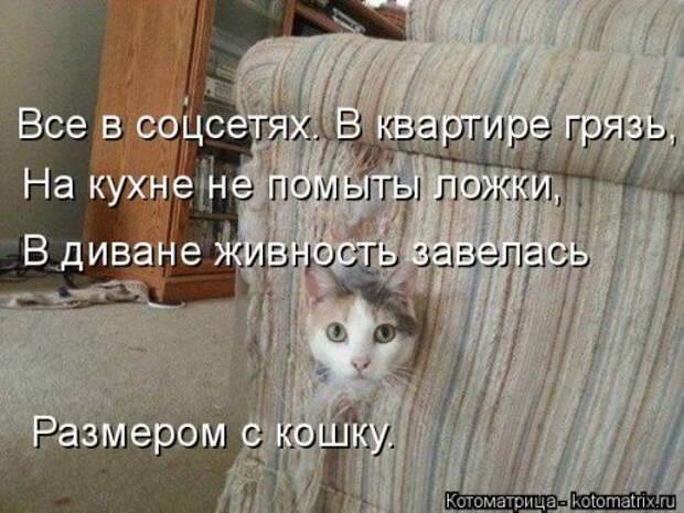 Котоматрица недели (31 фото)