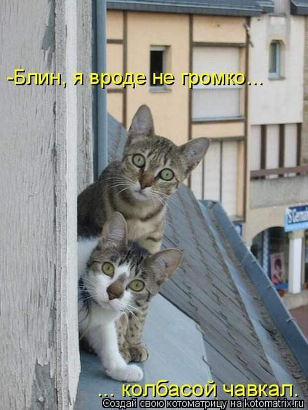 Лучшие котоматрицы недели