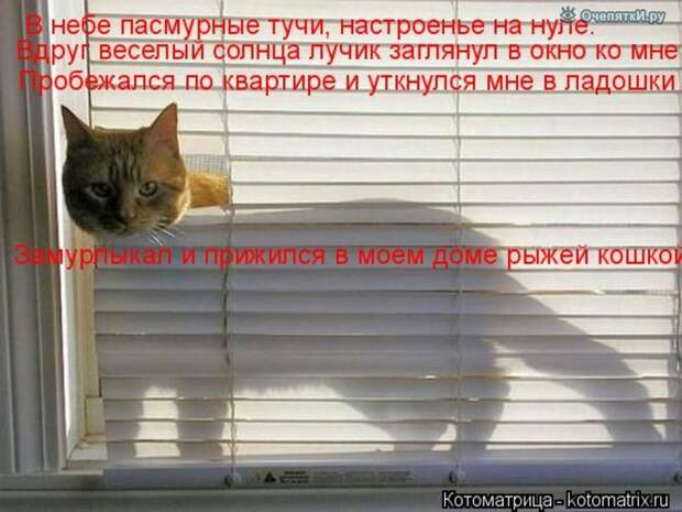 Смешные кошки в котоматрице 3