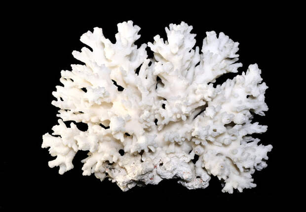 Морской Коралл, изолированные на белом фоне - Стоковое фото …