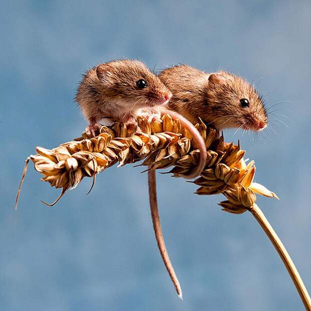 AnimalTwins17