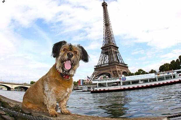 Оскар – пес-путешественник животные, история, прикол, факты, юмор