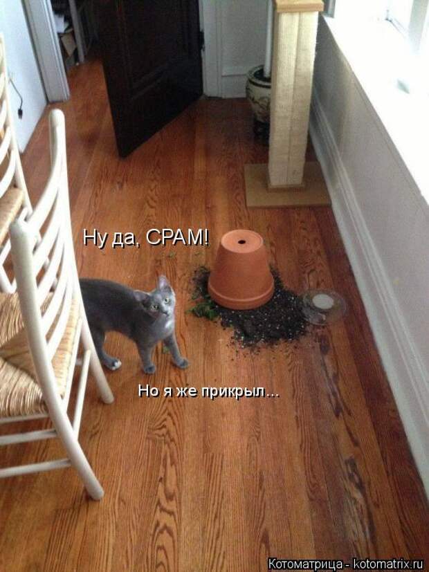 Котоматрица: Ну да, СРАМ! Но я же прикрыл...