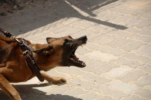 Владелец агрессивной собаки заплатит штраф/Pixabay