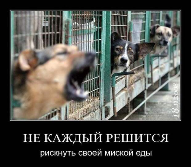 Подборка демотиваторов демотиваторы, юмор
