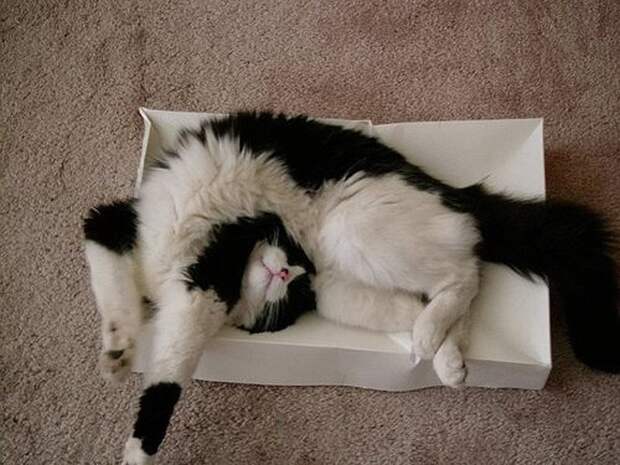 Коты, познавшие науку сна дрыхнут, коты