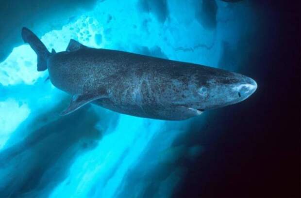 Почему гренландская полярная акула – самая медлительная рыба?