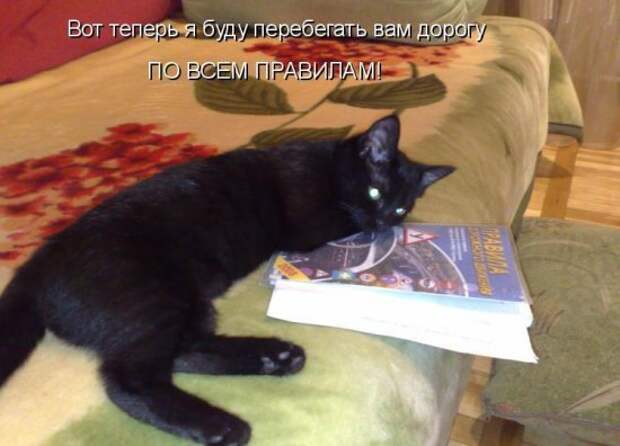 Котоматрица 12