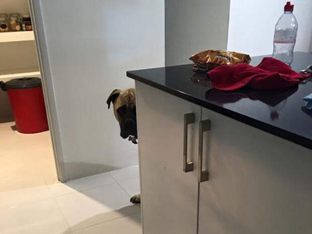 dog8