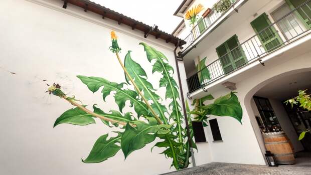 Мона Карон: живописные сорняки на стенах старых зданий 