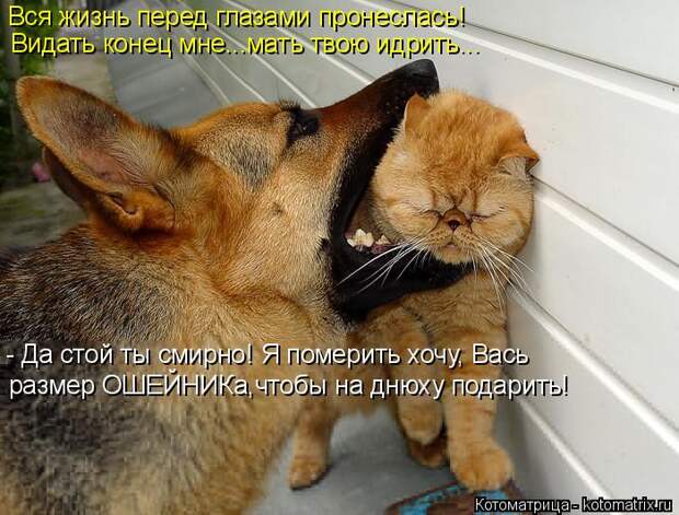 Котяры на приколе и их шаловливые друзья (35 фото)