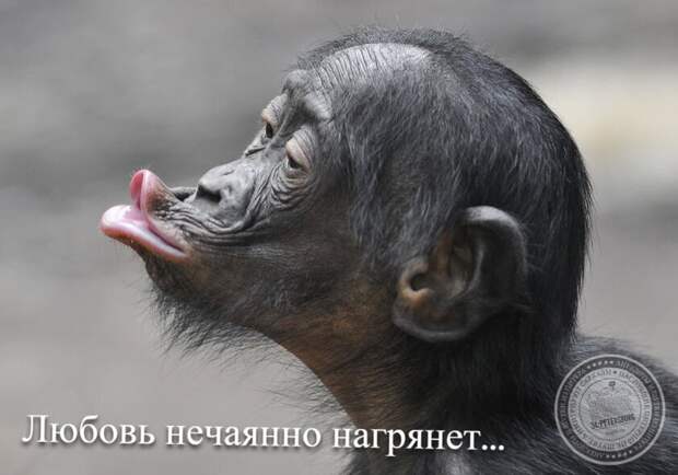 Любовь нечаянно нагрянет...