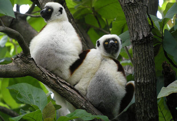 Ореховая сифака – один из видов лемуров, населяющих Мадагаскар.