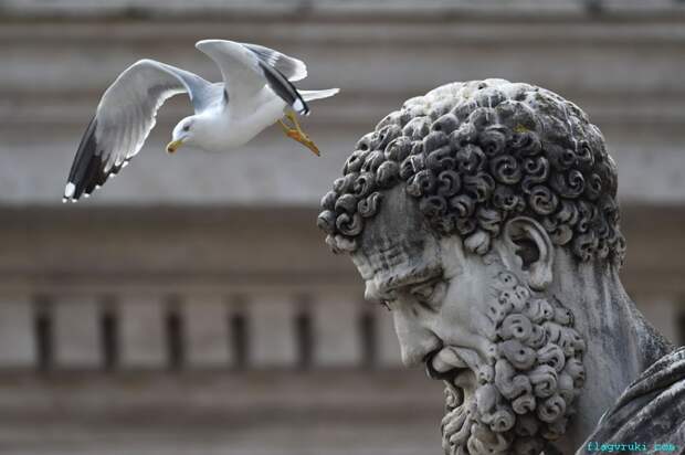 Чайка пролетает над статуей Святого Петра во время всеобщей аудиенции Папы Римского Франциска на площади Святого Петра в Ватикане.
