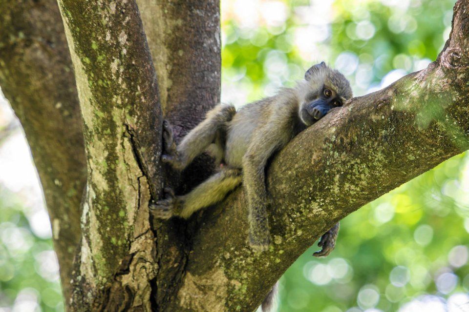 Comedy Wildlife Photo Awards 3