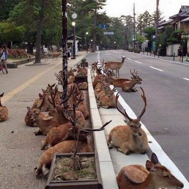 Японский город Нара, в котором олени вместо собак и кошек в мире, люди, прикол, япония